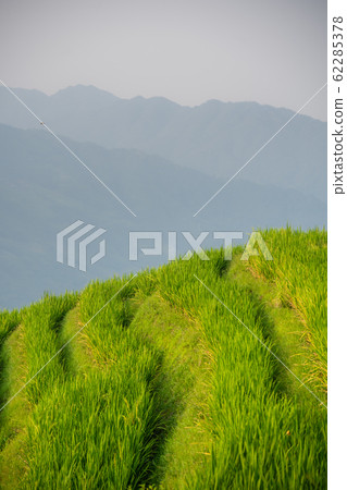 Rice growing on Longji Rice Terraces 62285378