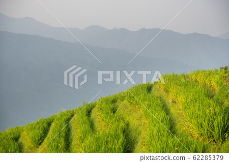 Rice growing on Longji Rice Terraces Rice growing on Longji Rice Terraces 62285379