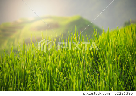 Close up of a growing rice Close up of a growing rice 62285380
