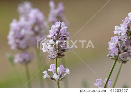 Herb Lavender Lavender 62285467