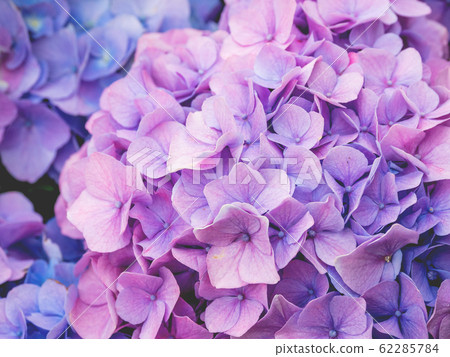 Blooming lilac and light blue hydrangea flowers. Close up photo of beautiful flowers in garden. 62285784