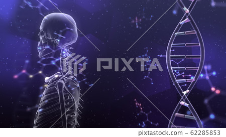 人體骨骼醫學人體醫學醫學科學頭骨X射線3d圖CG背景 人體骨骼醫學人體醫學醫學科學頭骨X射線3d圖CG背景 62285853