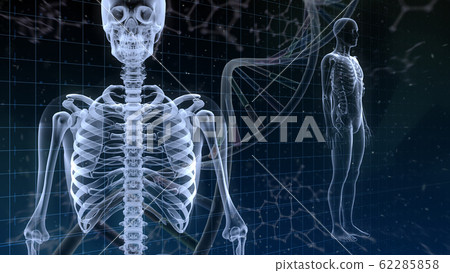 Human body bone medical human body medicine medical science skull x-ray 3d illustration CG background 62285858