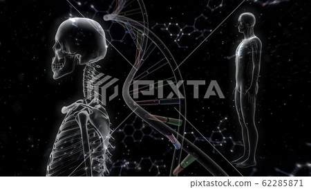Human body bone medical human body medicine medical science skull x-ray 3d illustration CG background Human body bone medical human body medicine medical science skull x-ray 3d illustration CG background 62285871
