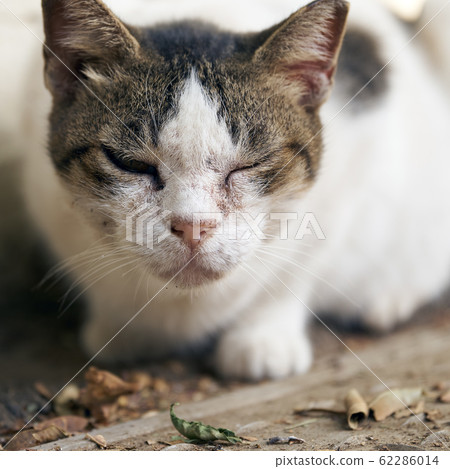 Portrait of a skinny nice cat sitting outdoors Portrait of a skinny nice cat sitting outdoors 62286014