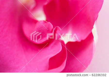Abstract pink rose petal layers. Close up. Abstract pink rose petal layers. Close up. 62286392