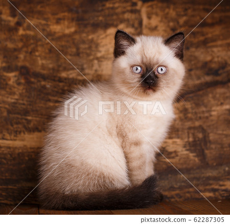 Scottish straight cat cream color on a wooden 62287305