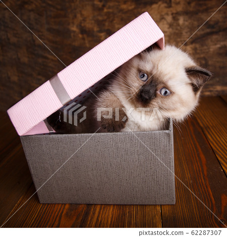 Scottish straight cat cream color. Scottish 62287307