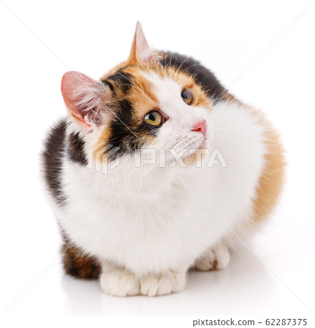 Cat, pet, and cute concept - kitten on a white Cat, pet, and cute concept - kitten on a white 62287375