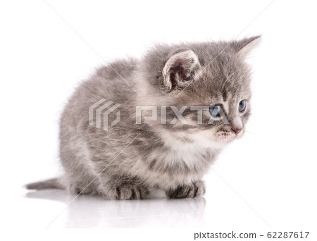 Happy cat on a white background. A frustrated cat 62287617