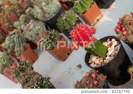 Gardening in the house and decorating tips that 62287740