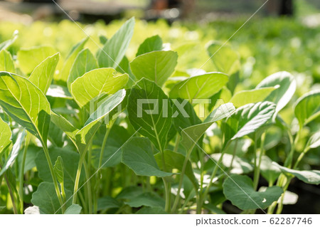 Gardening in the house Small plantings in the 62287746