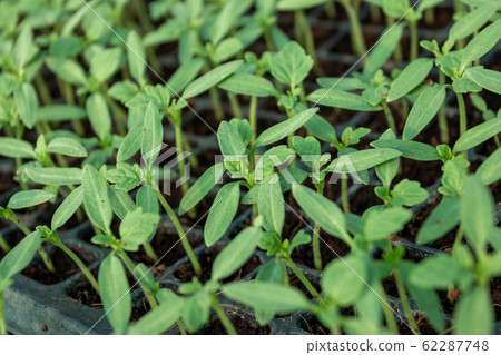 Gardening in the house Small plantings in the 62287748