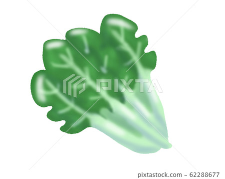 菠菜(無干線) 菠菜(無干線) 62288677