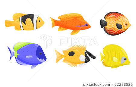 Tropical Fish with Bright Coloration Isolated on White Background Vector Set Tropical Fish with Bright Coloration Isolated on White Background Vector Set 62288826