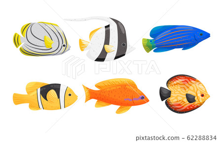 Tropical Fish with Bright Coloration Isolated on White Background Vector Set Tropical Fish with Bright Coloration Isolated on White Background Vector Set 62288834