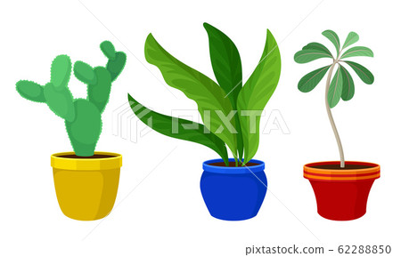 Indoor Plants Growing in Ceramic Pots Vector Set - Stock Illustration ...