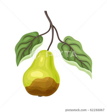 Spoiled and Rotten Pear Fruit with Skin Covered with Stinky Rot Vector Illustration 62288867