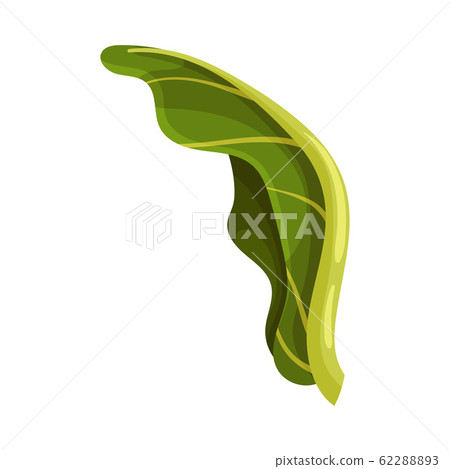 Green Leaf of Romanesco Cabbage with Fibers Isolated on White Background Vector Illustration 62288893
