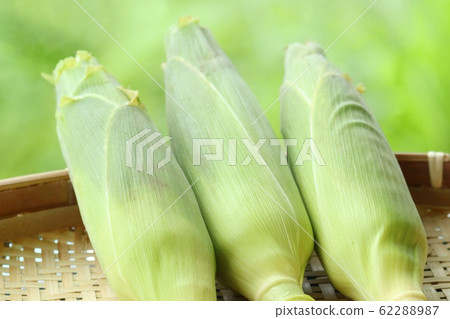 Corn harvesting outdoors Corn harvesting outdoors 62288987