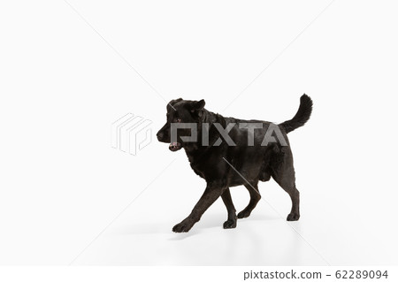Studio shot of black labrador retriever isolated on white studio background Studio shot of black labrador retriever isolated on white studio background 62289094