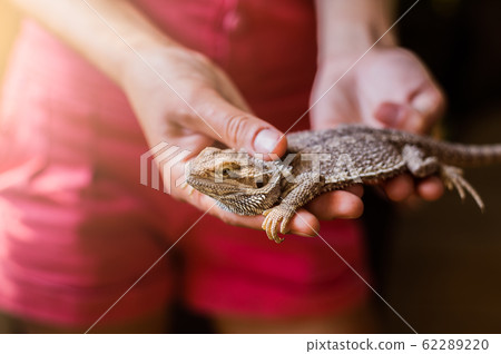 Eastern bearded dragon pet lizard in female hands Eastern bearded dragon pet lizard in female hands 62289220