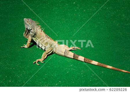 A male green iguana or american iguana with spines A male green iguana or american iguana with spines 62289226