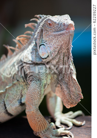 A male green iguana or american iguana with spines A male green iguana or american iguana with spines 62289227