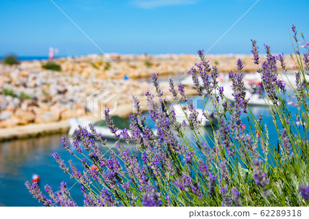Lavender against boats and yachts in Port Lavender against boats and yachts in Port 62289318