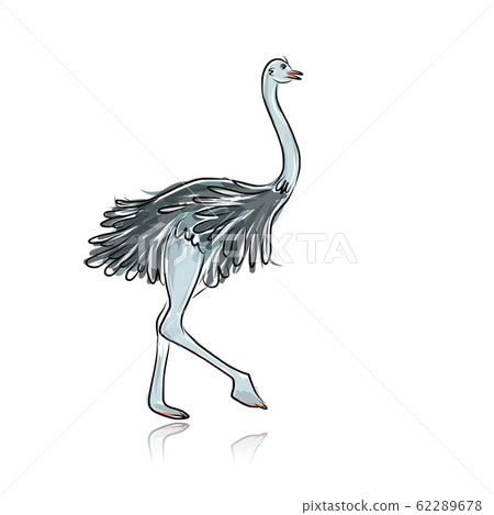 Ostrich sketch for your design 62289678