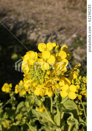 Rape blossoms Rape blossoms 62290285