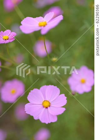 Cosmos Garden at Kirin Brewery Fukuoka Factory 62290366