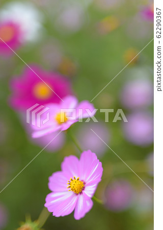 Cosmos Garden at Kirin Brewery Fukuoka Factory 62290367