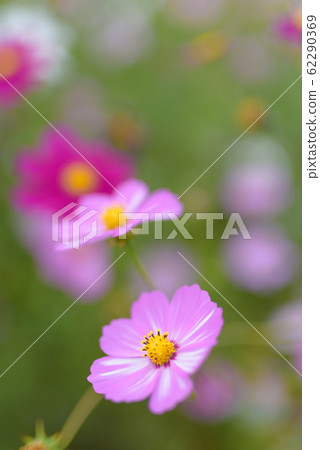 Cosmos Garden at Kirin Brewery Fukuoka Factory 62290369