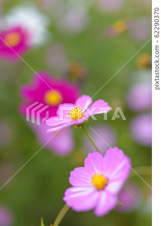Cosmos Garden at Kirin Brewery Fukuoka Factory Cosmos Garden at Kirin Brewery Fukuoka Factory 62290370