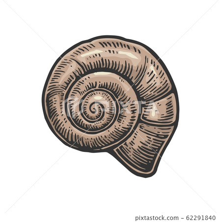 Sea shell nautilus. Color engraving vintage illustration. Isolated on white background Sea shell nautilus. Color engraving vintage illustration. Isolated on white background 62291840