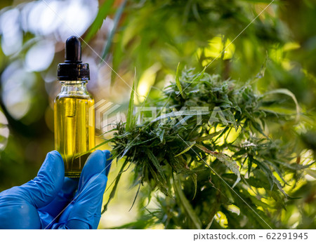 Doctors hold a bottle of medicine dropper, biomedical and ecological hemp medicine, medicinal plants, cbd oil, hemp oil, medical hemp products for medical use, including cbd hemp leaf and Hemp CBD oil Doctors hold a bottle of medicine dropper, biomedical and ecological hemp medicine, medicinal plants, cbd oil, hemp oil, medical hemp products for medical use, including cbd hemp leaf and Hemp CBD oil 62291945