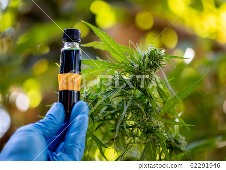 Doctors hold a bottle of medicine dropper, biomedical and ecological hemp medicine, medicinal plants, cbd oil, hemp oil, medical hemp products for medical use, including cbd hemp leaf and Hemp CBD oil Doctors hold a bottle of medicine dropper, biomedical and ecological hemp medicine, medicinal plants, cbd oil, hemp oil, medical hemp products for medical use, including cbd hemp leaf and Hemp CBD oil 62291946