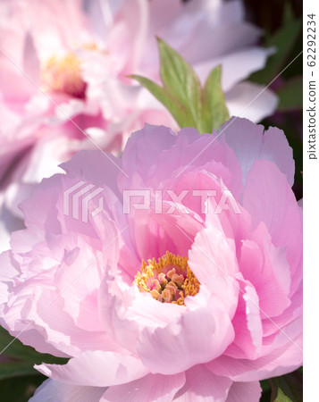 冬天按鈕 62292234