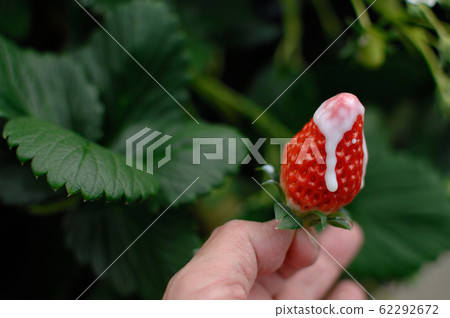 如何度假：摘草莓 62292672