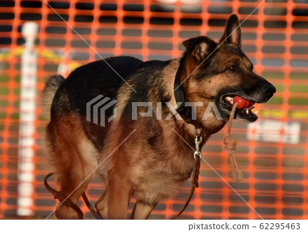 German · Shepherd · Dog 62295463
