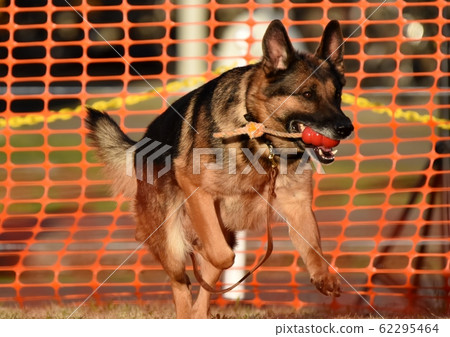 德國·牧羊犬·狗 62295464