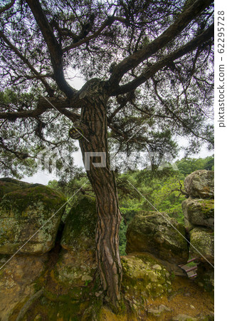 Kyongcheongdae國家旅遊度假區,常州,慶北 Kyongcheongdae國家旅遊度假區,常州,慶北 62295728