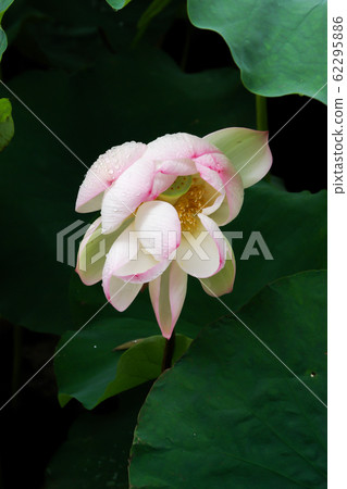 Scattered lotus flower 62295886