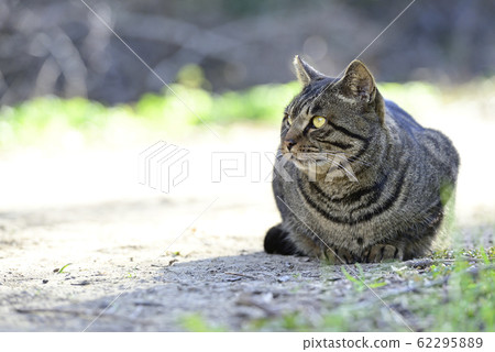 Cat sitting on mountain path [diagonally facing] TNR regional cat 62295889