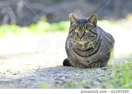 Cat sitting on mountain path [Front facing] TNR regional cat 62295890