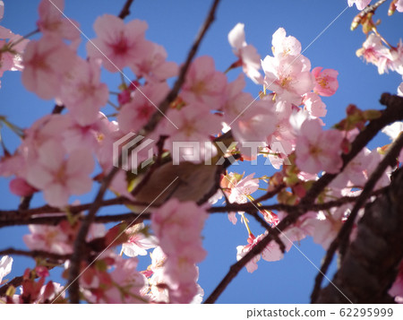 Cherry blossoms Cherry blossoms 62295999