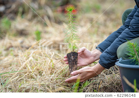 restoring a dying forest with the help of planting new trees restoring a dying forest with the help of planting new trees 62296148