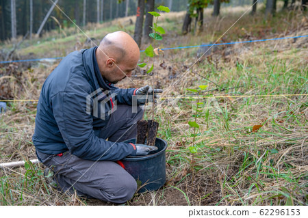restoring a dying forest with the help of planting new trees restoring a dying forest with the help of planting new trees 62296153