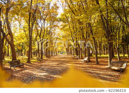 Autumn leaves of Osaka Castle Park, Autumn Osaka Castle Forest Walk 62296818